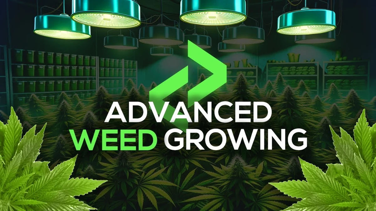 Weed Growing Script FiveM | QBCore QBOX Open Source